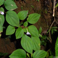 Sonerila crassicaulis Lundin